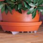 Down Under Plant Stand – Forest Green – 12″